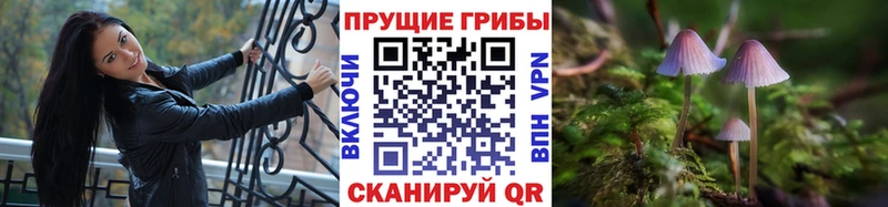 купить наркотик  Балашов  Галлюциногенные грибы Cubensis 